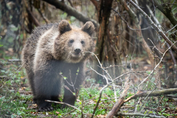 A Rumanian brown bear